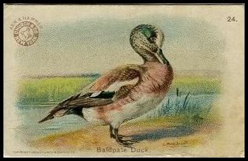 24 Baldplate Duck